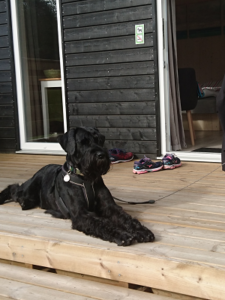 Hund med på camping gratis
