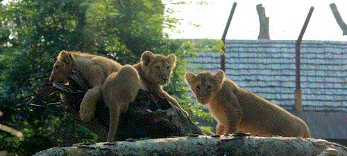 aalborg zoo i nordjylland