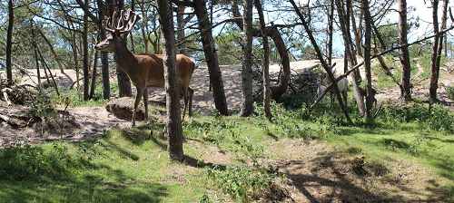 Rådyr, ræv, hare dyreliv oplevelser i nordjylland