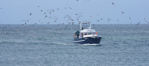 Lystfisker, fritidsfisker, Hirtshals havfiskeri med kutter