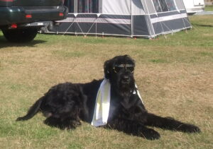 gratis hund på campingplads autocamper
