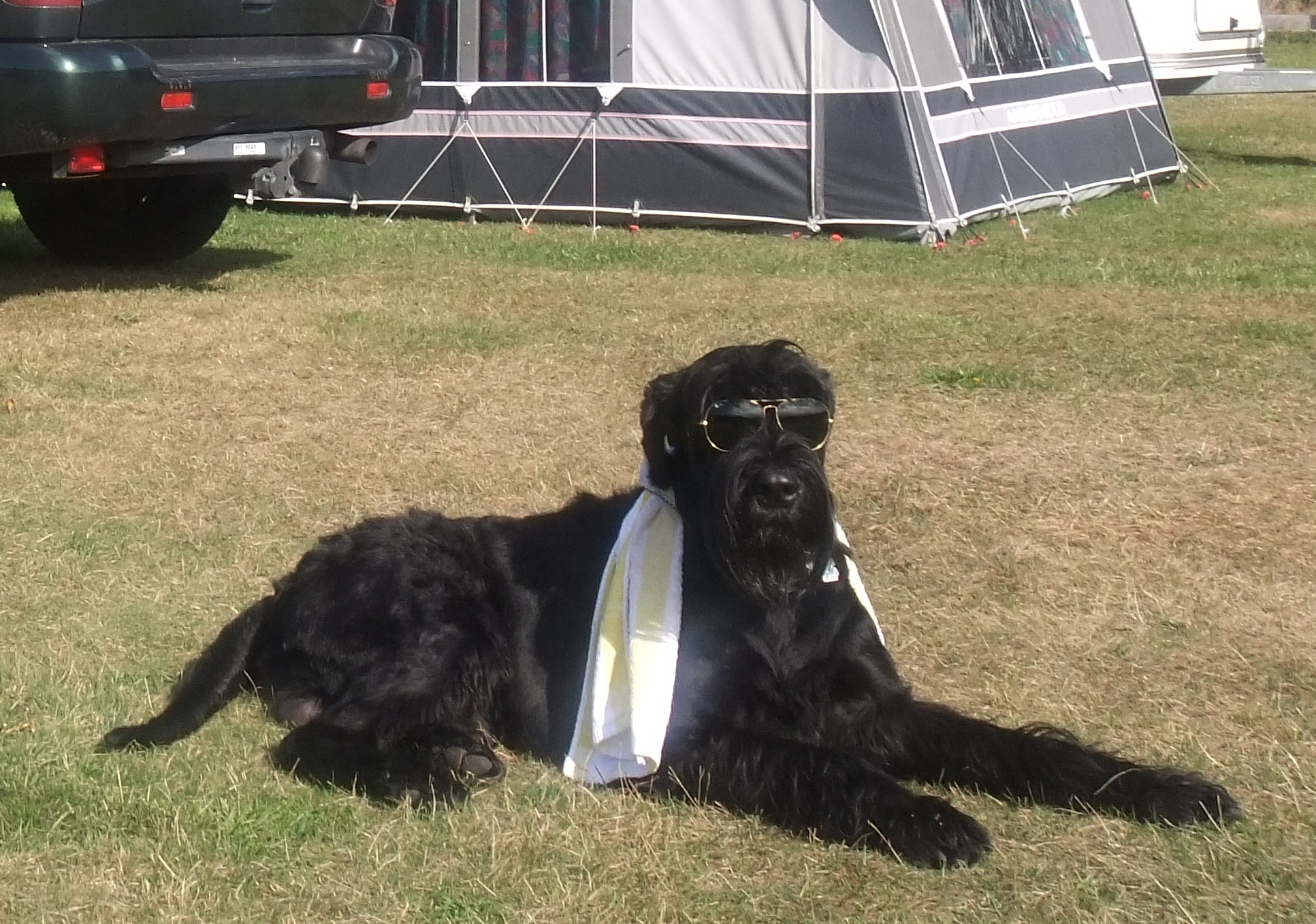 gratis hund på campingplads autocamper