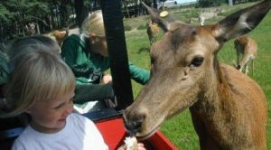 Fun park Hirtshals natur i nordjylland