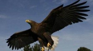 Eagel world ørnereservatet i tuen skagen
