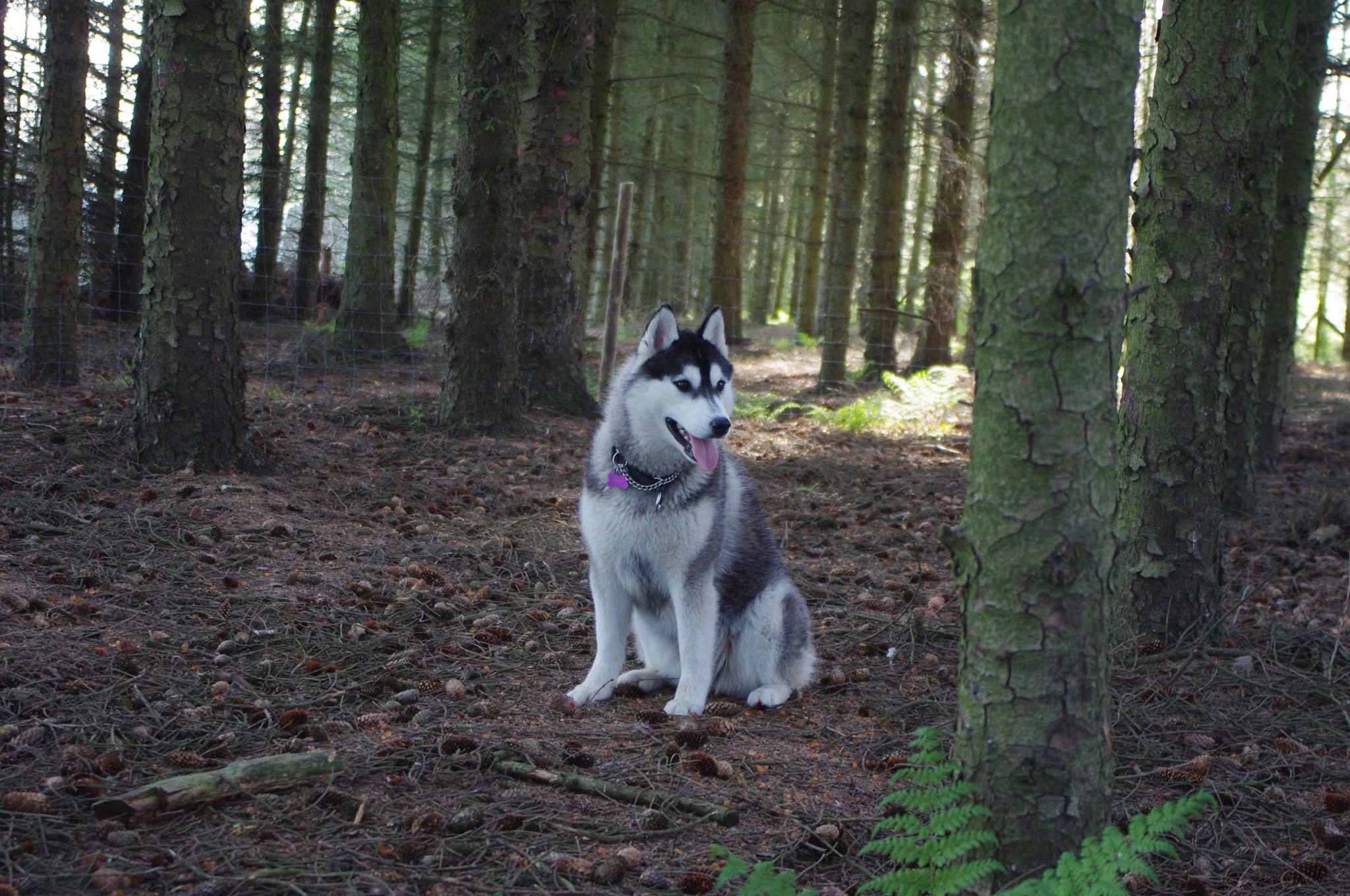 campingplads med gratis hund Nordjylland