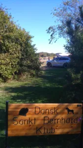Dansk sankt bernhard hunde klub udstilling