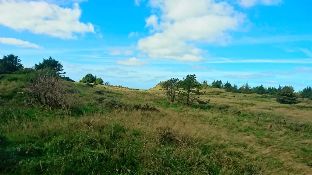 Klitplantage og naturoplevelser