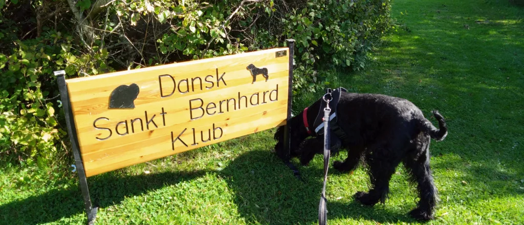 Hundeudstilling Tornby Strand Camping Skt. Bernhard.
